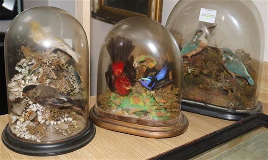Three taxidermic cased bird studies